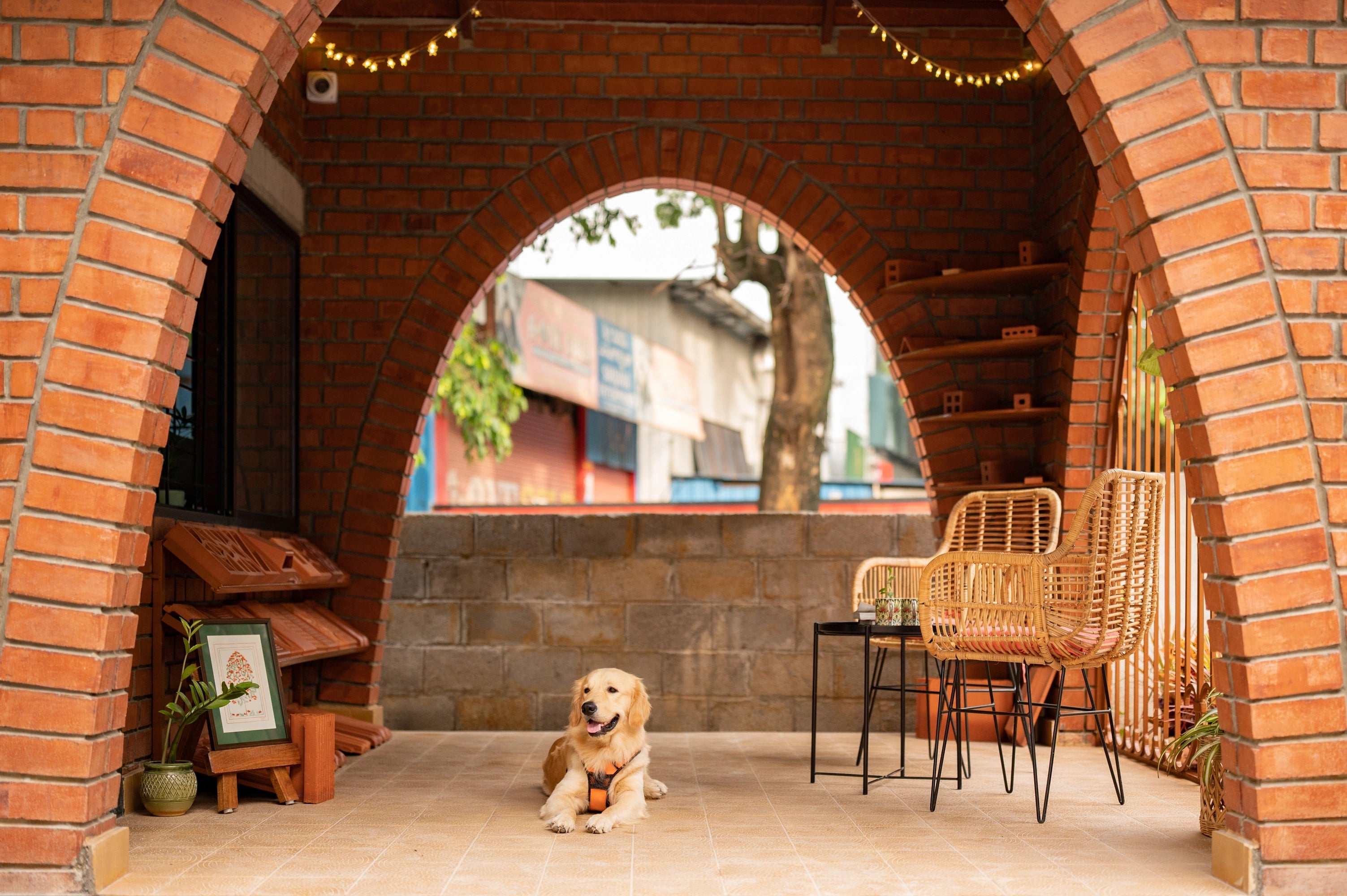 Dog sitting on a patio with brick arches and outdoor furniture.